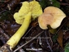 Tricholoma sulphureum, Sulphur Knight