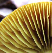Gills and stem of Tricholoma album - White Knight 