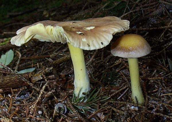 Tricholoma sulphureum with purple tinges on the cap surface