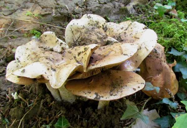 Tricholoma sulphureum - Sulphur Knight