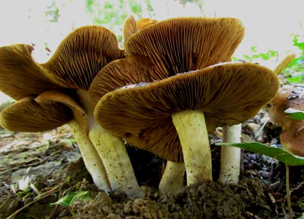 Tricholoma sulphureum - Sulphur Knight, southern Europe