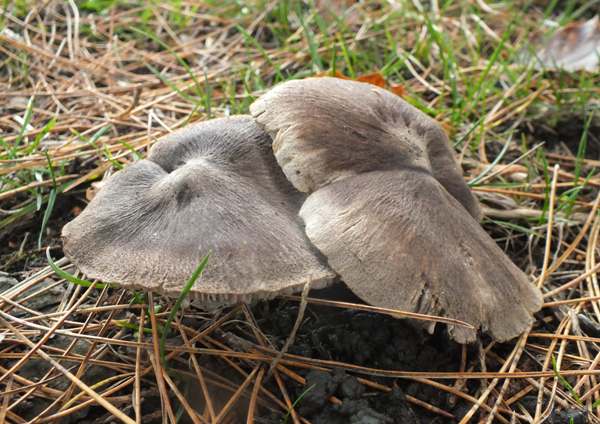 Tricholoma terreum, South Wales UK