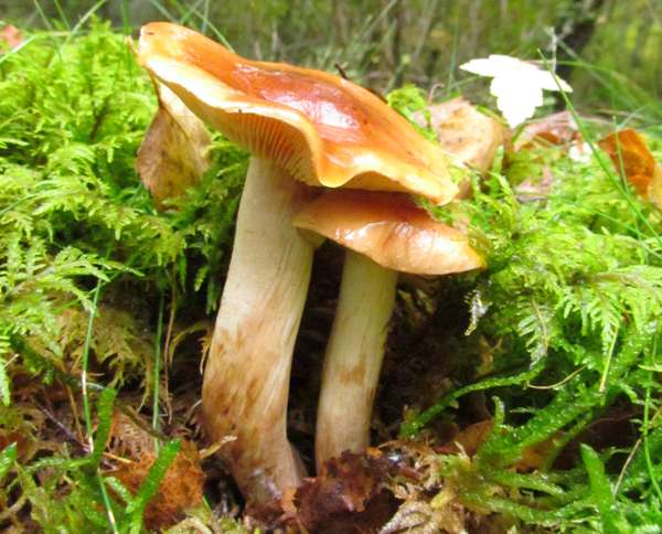 Tricholoma ustale, Burnt Knight