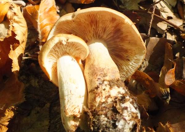 Tricholoma ustale, Ffance