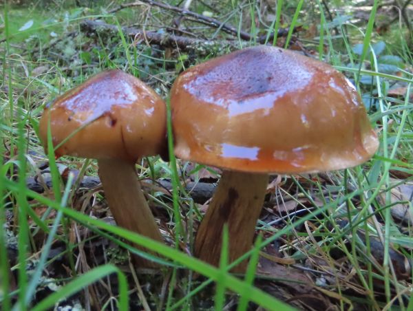Tricholoma ustaloides, Charred Knight
