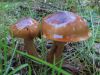 Tricholoma ustaloides, Charred Knight