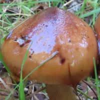 Cap of Tricholoma ustaloides