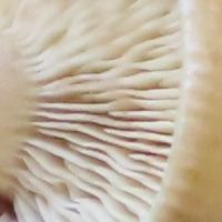 Gills of Tricholoma ustaleoides- Charred 
Knight