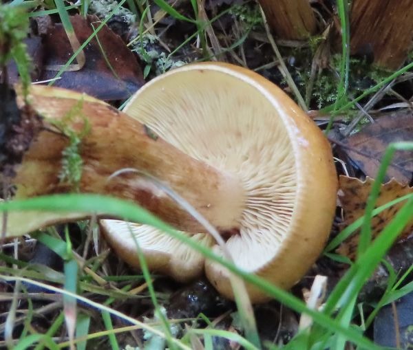Tricholoma ustaloides, view of gills and stem