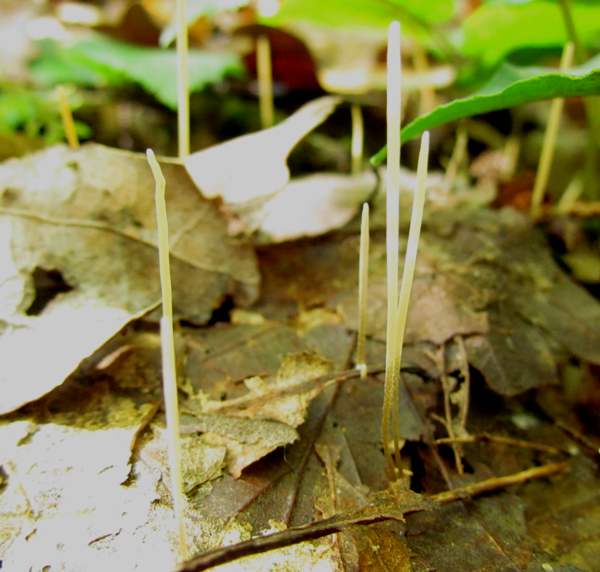 Typhula juncea, France
