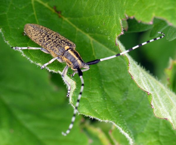 Agapanthia villosoviridescens