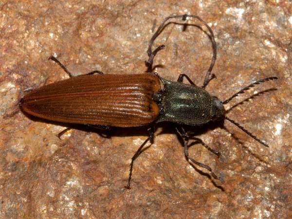 Althous haemorrhoidalis