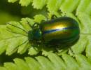 Beetle Chrysalina cerealis