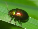 Knotgrass Leaf Beetle Chrysolina polita
