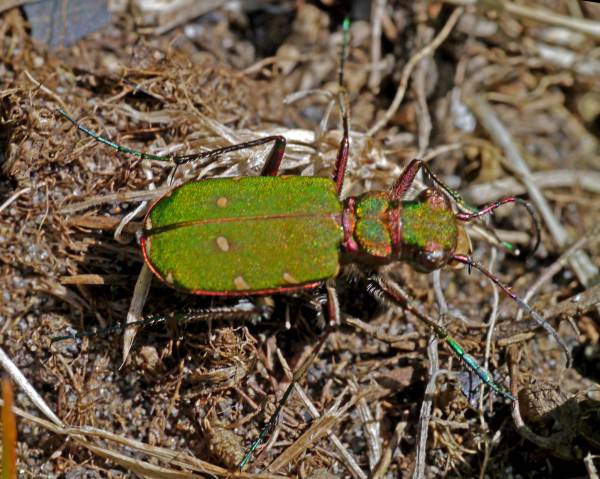 Cicindela campestris