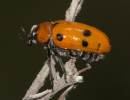 Beetle Clytra laeviuscula
