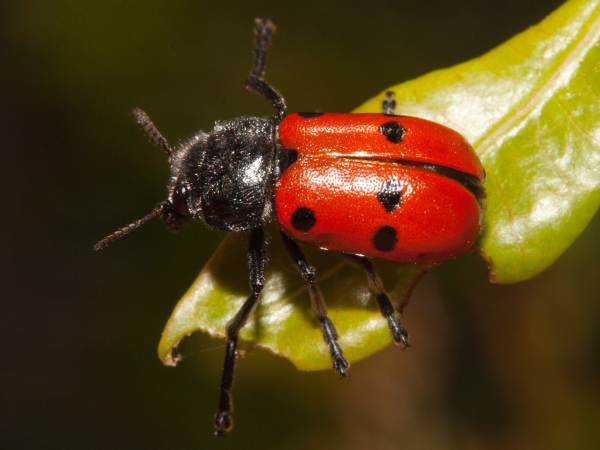 Clytra quadripunctata