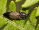 Beetle Ctenicera cura