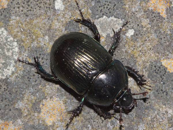 Geotrupes stercorarius