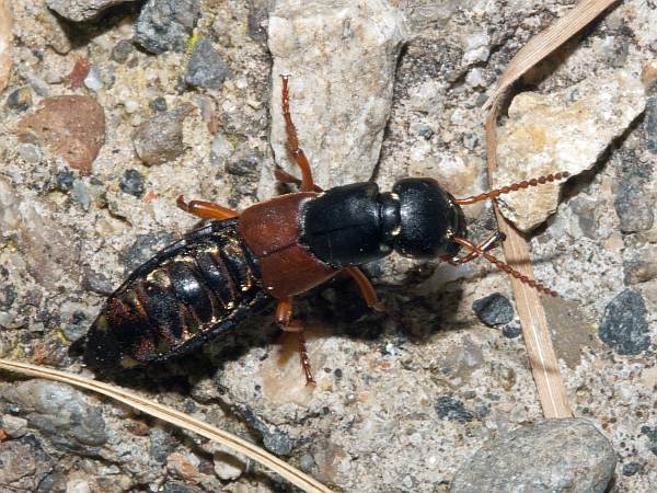 Ilyobates subopactes