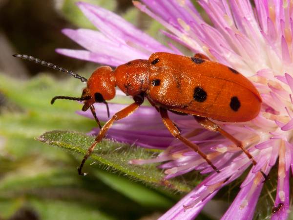 Leptopalpus rostratus