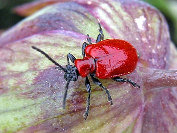 Red Lily Beetle