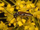 Beetle Molorchus minor