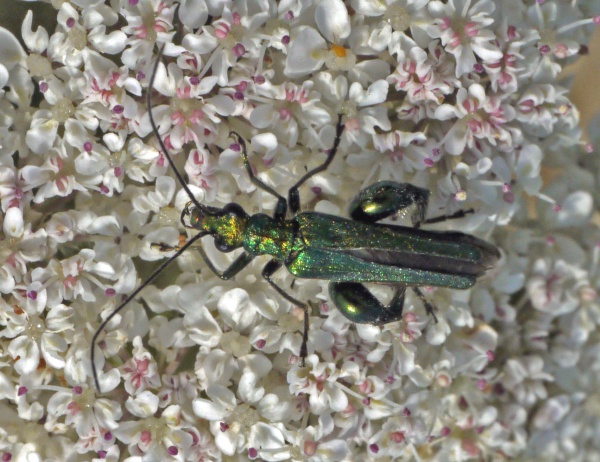 Oedemera nobilis