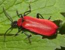 Beetle Pyrochroa coccinea