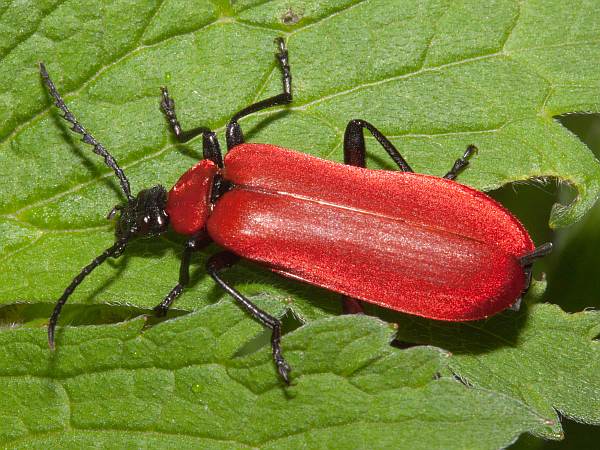 Pyrochroa coccinea
