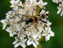 strangalia-mculata - Spotted Longhorn Beetle