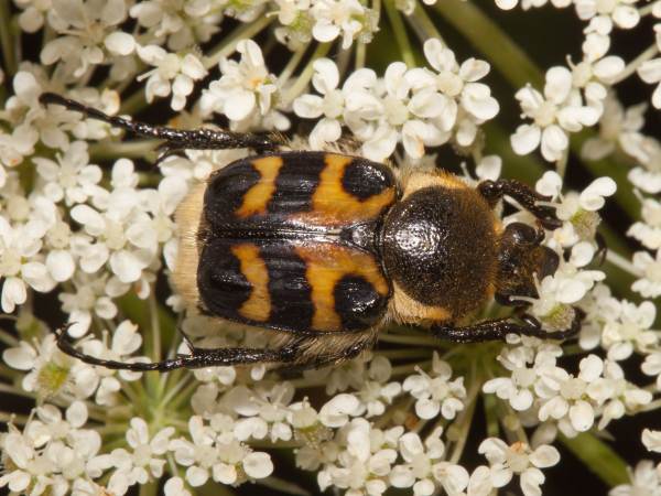 Trichius fasciatus