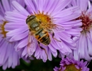 Hoverfly Eristalis tenax