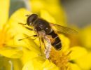 Hoverfly Eristalis nemorum