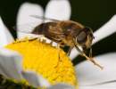 Hoverfly Eristalis pertinax