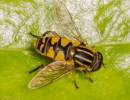 Hoverfly Helophilus pendulus