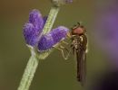 Hoverfly Platycheirus albimanus