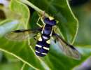 Hoverfly Philhelius pedissequus