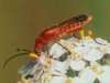 Cantharis livida, soldier beetle