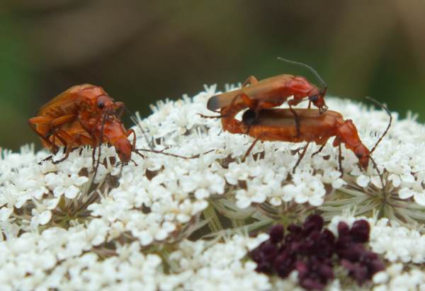 Soldier beetles on Wild Carrot flower head