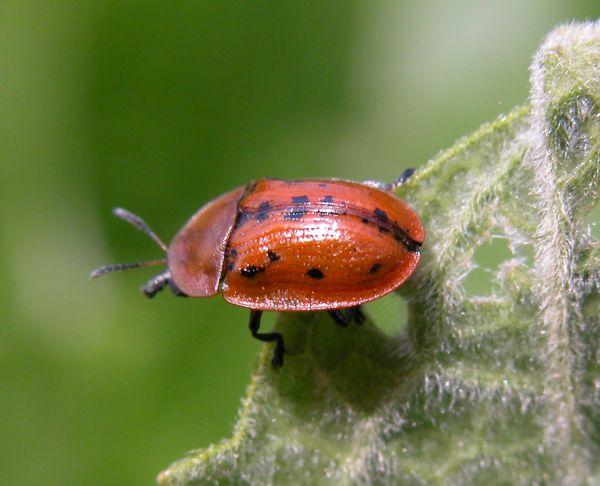 Cassida murraea, Fleabane Tortoise Beetle