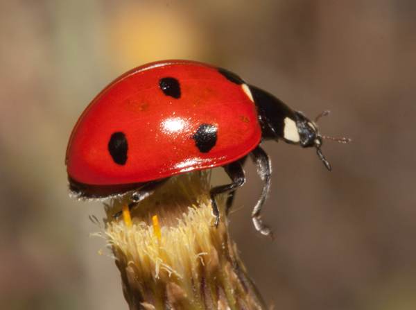 Coccinella septempunctata, Seven-spot Ladybird