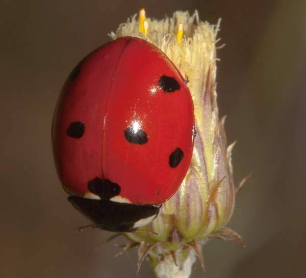 Top view of Coccinella septempunctata, Seven-spot Ladybird