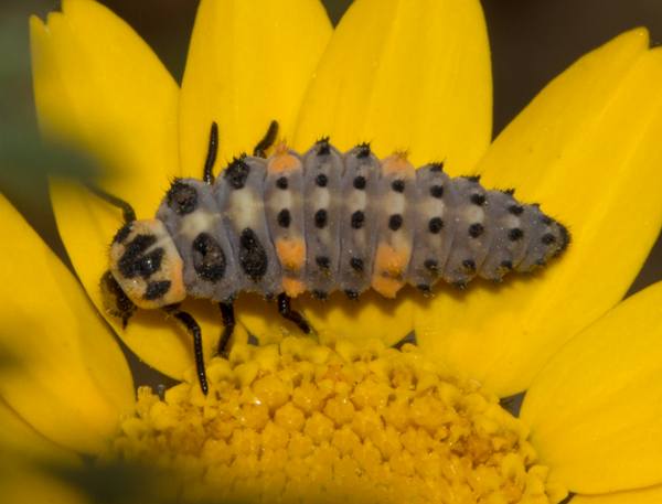 Larva of Coccinella septempunctata, Seven-spot Ladybird