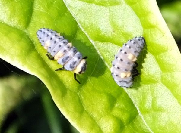 Very young and pale larvae of the seven-spot ladybird
