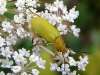 Cteniopus sulphureus, sulphur beetle