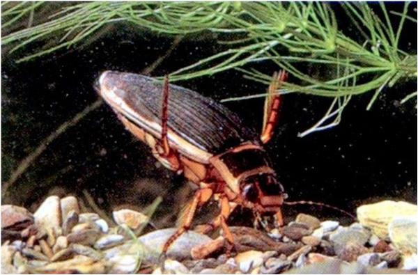 Great Diving Beetle (female)