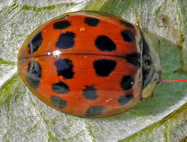 Harmonia axyridis, Harlequin Ladybird