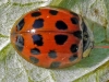 Harlequin Ladybird
