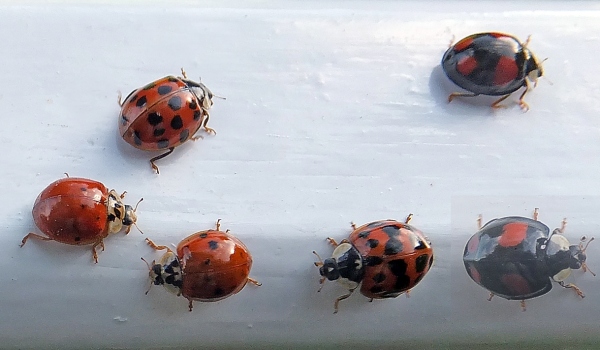 Harmonia axyridis, Harlequin Ladybird, colour variants